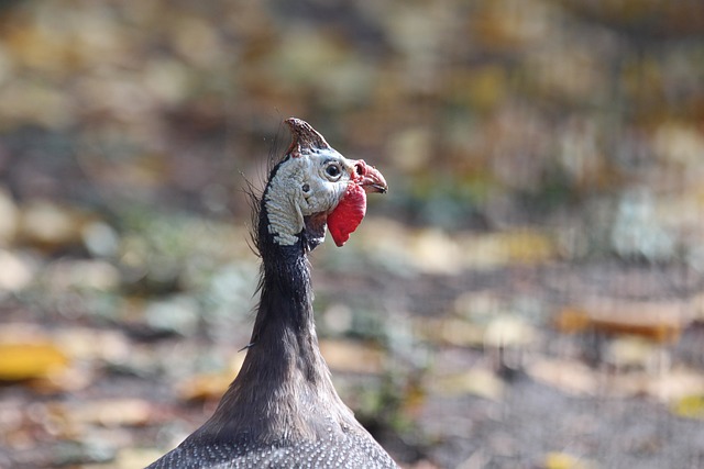 他赢得了道